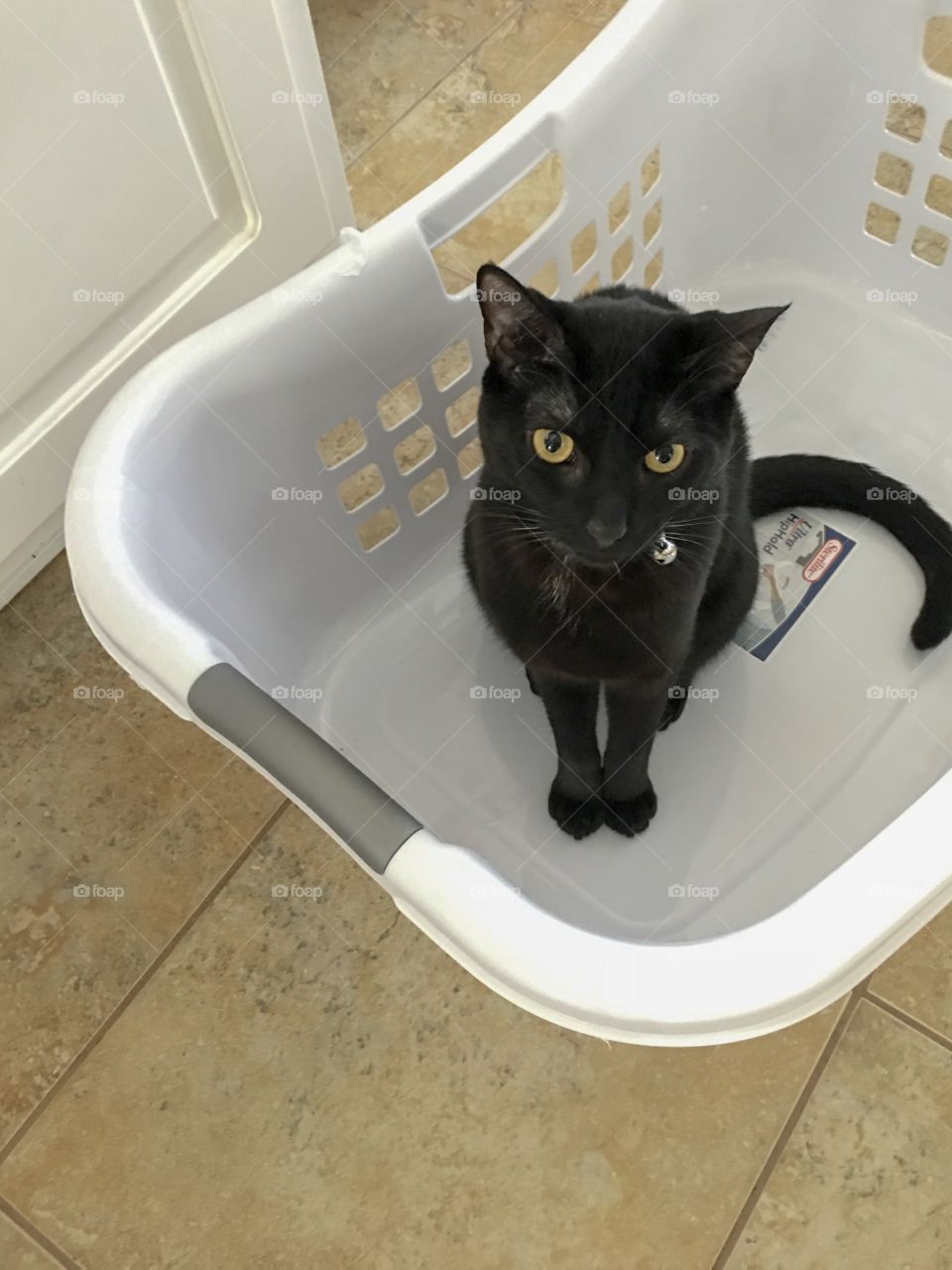 Cat chores part 2...”oh human, do you need this?”