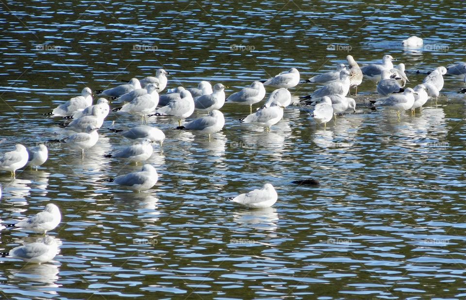 Seagulls at rest on water 