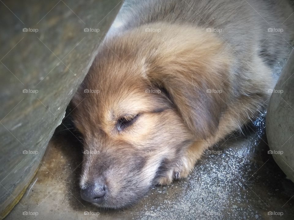 Puppy love to sleep on the wet floor.