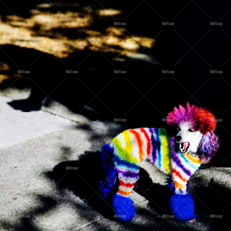 A miniature poodle celebrates Poodle Pride and GAY Pride in San Francisco.