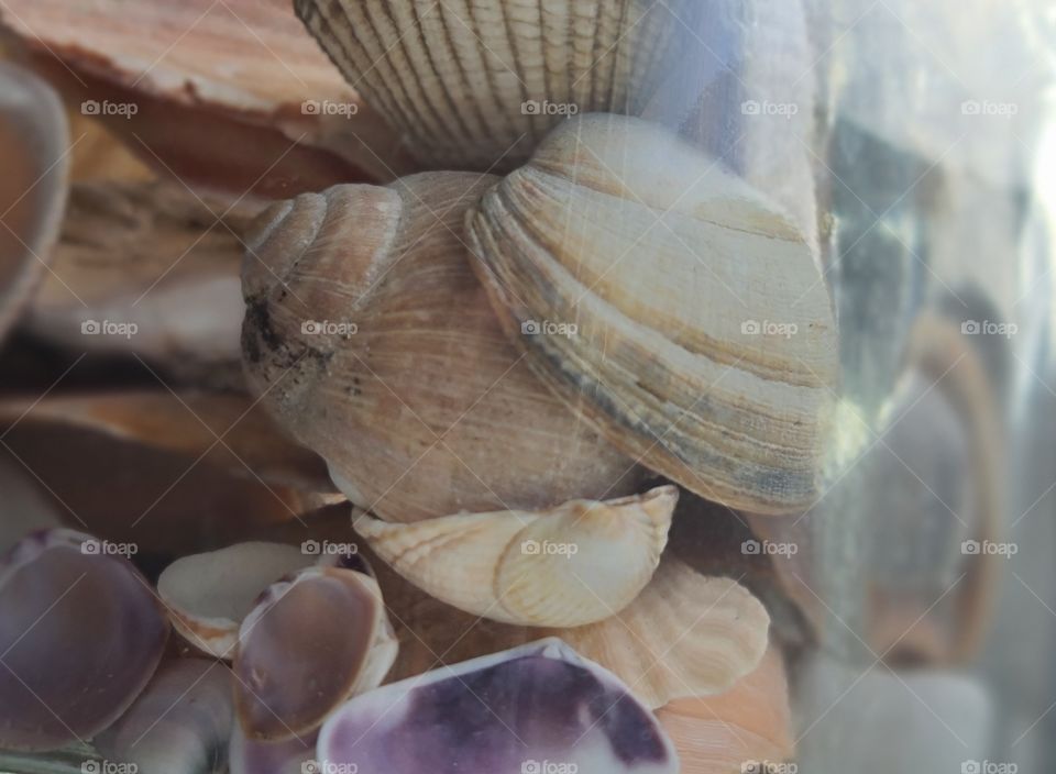 Seashells that i colect from my every trip to the seasides