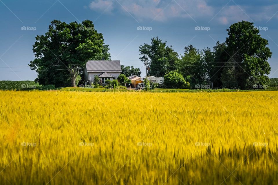 Farm house in a wheat field