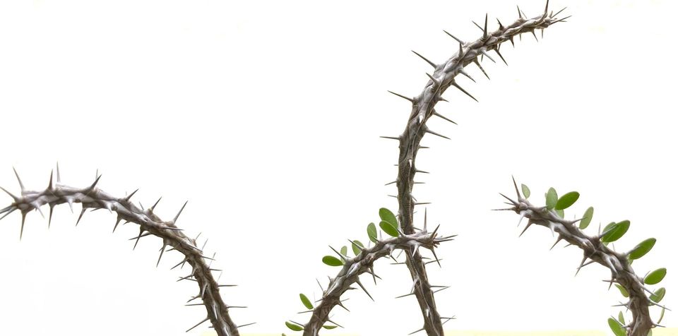 Backgrounds, copy space, plants, Alluaudia procera / Madagascar ocotillo