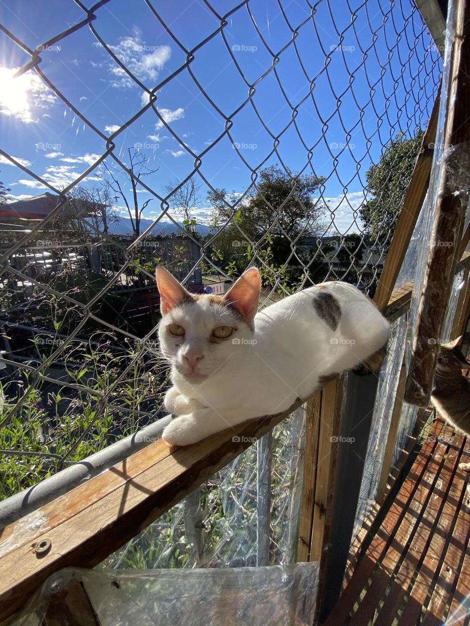 What are you looking at? It’s pretty me? How dare you are, human. Leave my food and go away, don’t bother me to enjoy my sunshine, Meow.