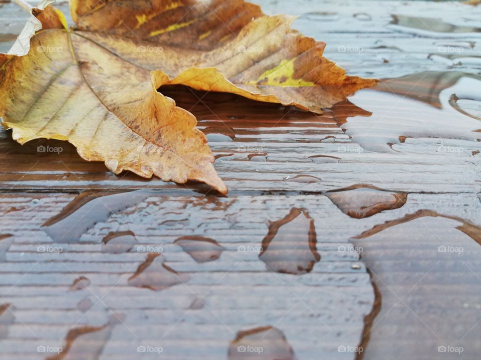 Autumn leaf on wooden background