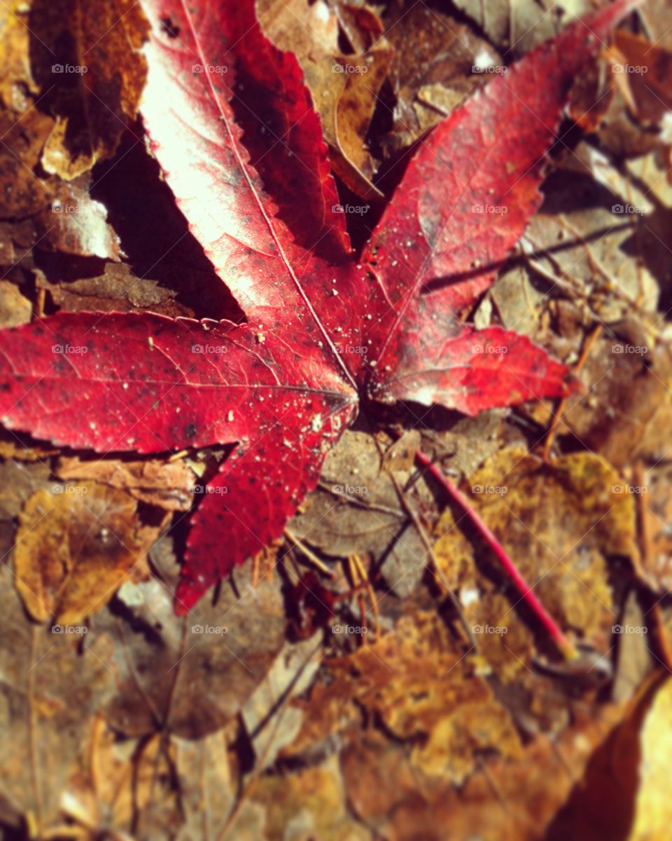 Red leaf 