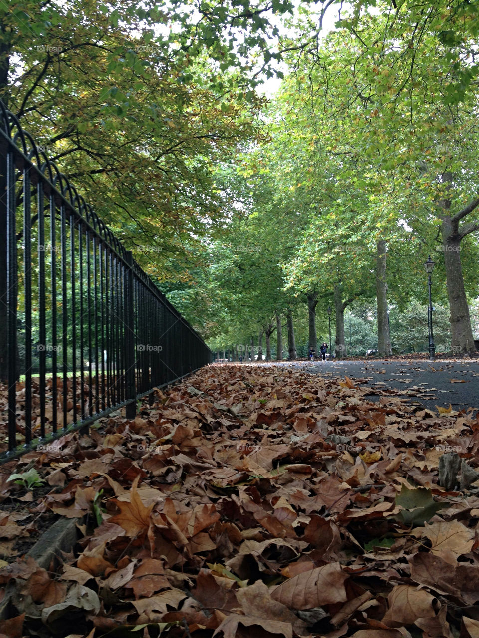 fence trees leaves road by angeljack