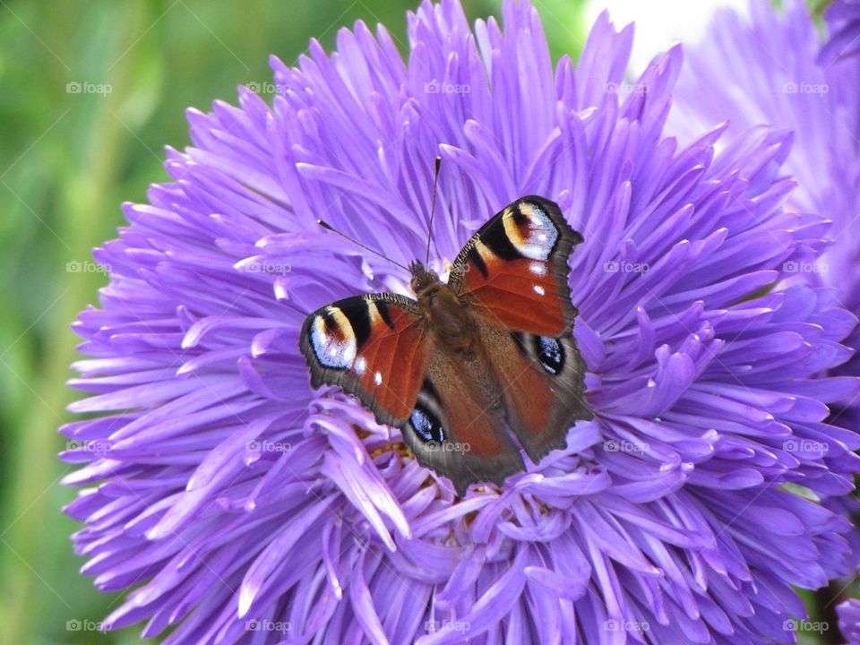 Bright butterfly on a lilac flower