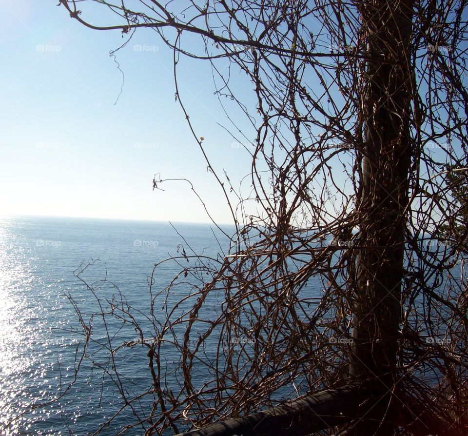 bare branches and seascape