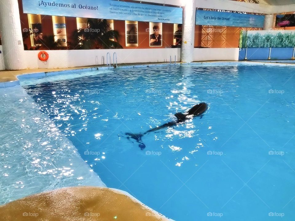 river creature atlantic child activity portrait beach fun coral natural family happy vacation dolphins playful island friendly animals fauna scuba landscape dolphin pod pool paradise travel snorkeling aqua view tourism flipper adventure undersea natu