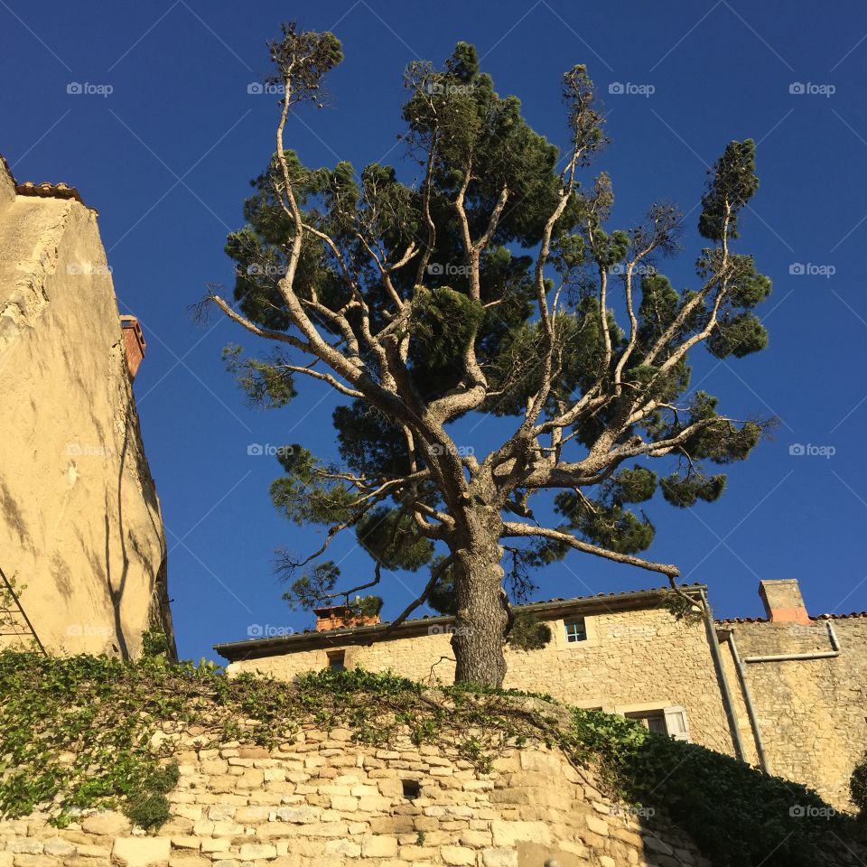 Tree on a hill behind old wall