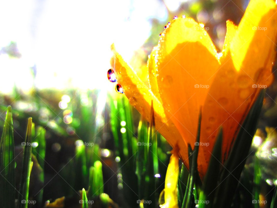 green yellow nature flower by jaffarali