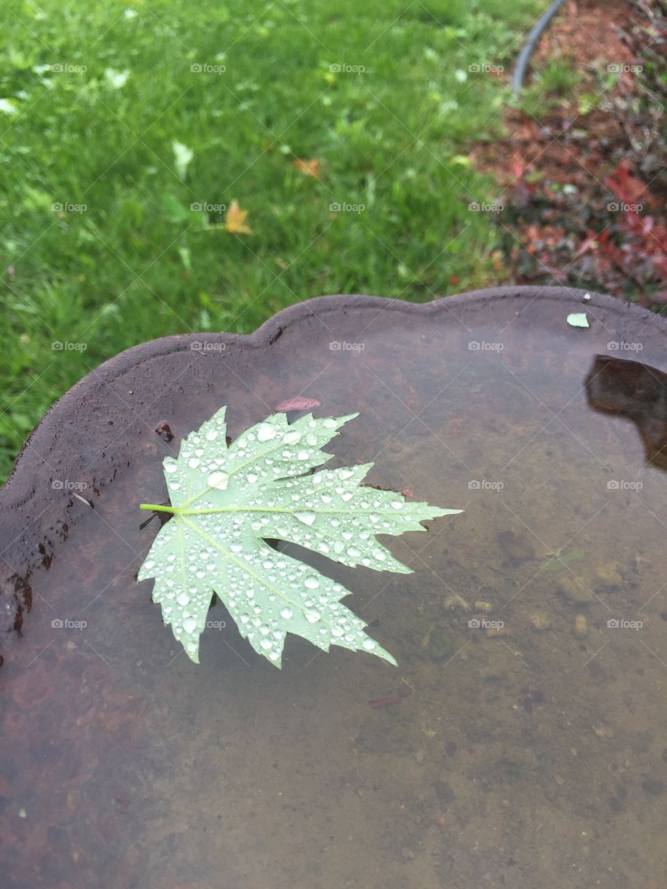 Leaf in the rain