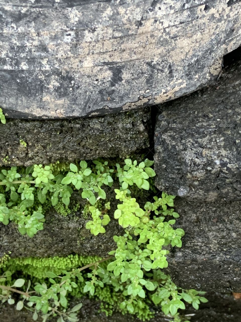 Plants around everywhere.