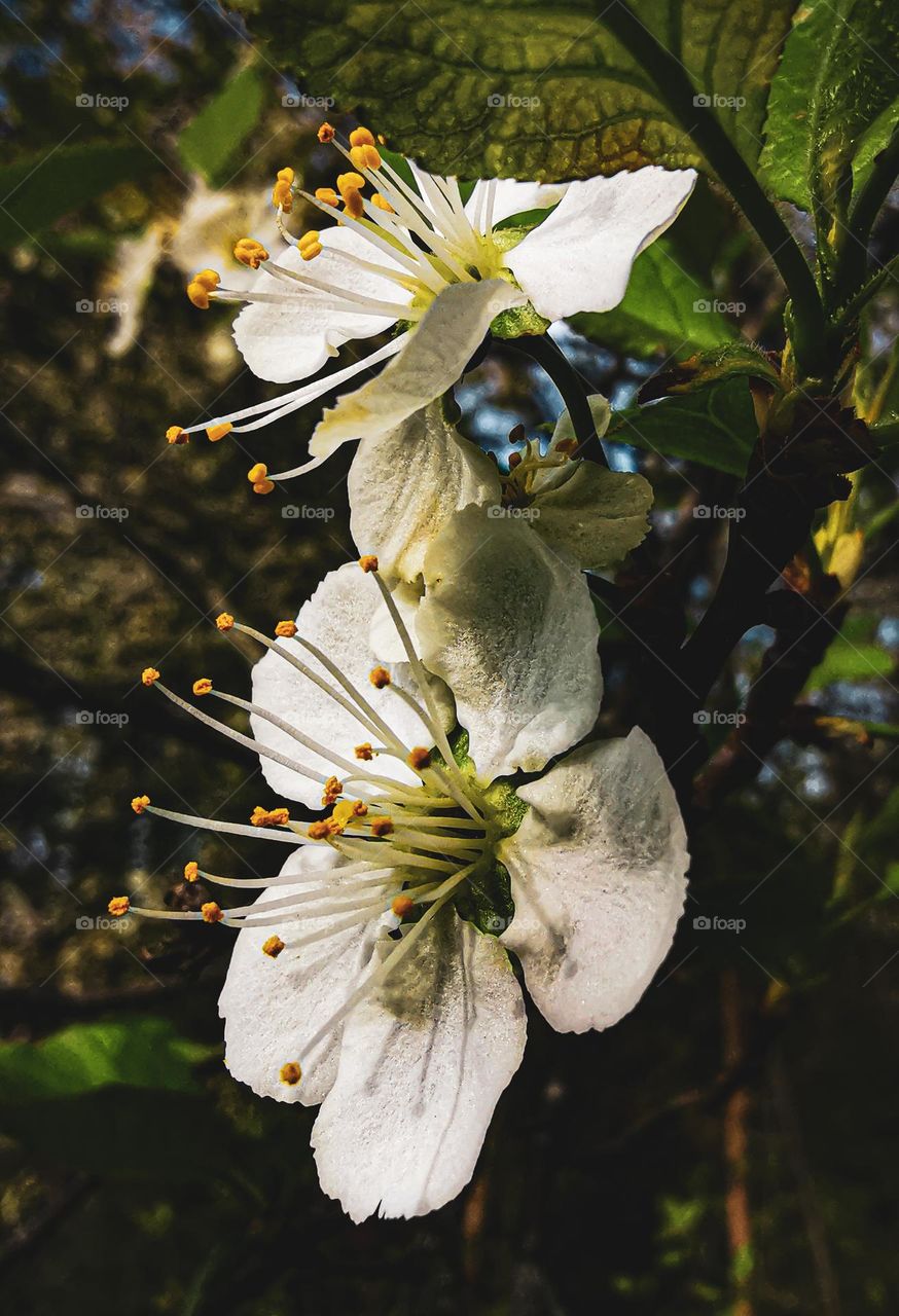 Springtime is in the air .
Springtime everywhere. 
Its smell and sound
and looks and tasty 
its finaly spring
