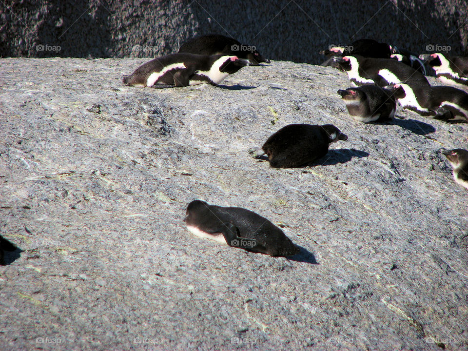 south Africa penguin