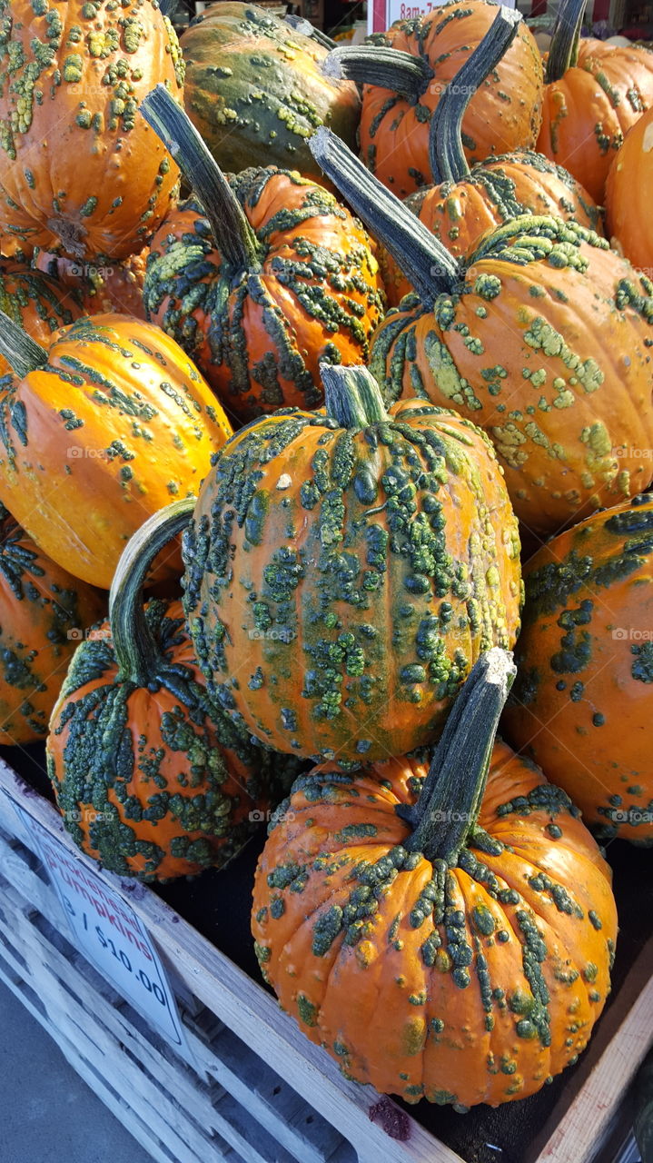 weird pumpkins