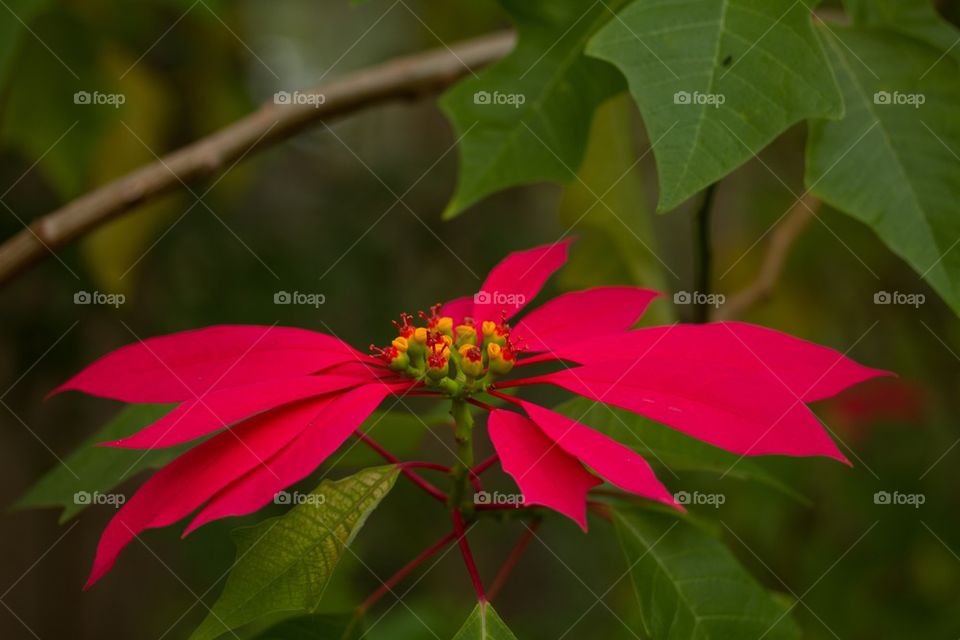 Red Flower Plant