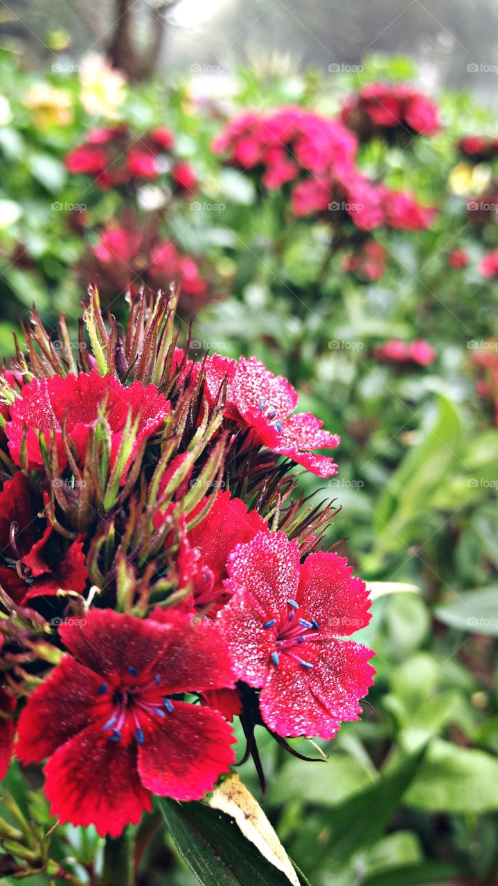 Red Flowers Dew on Petals