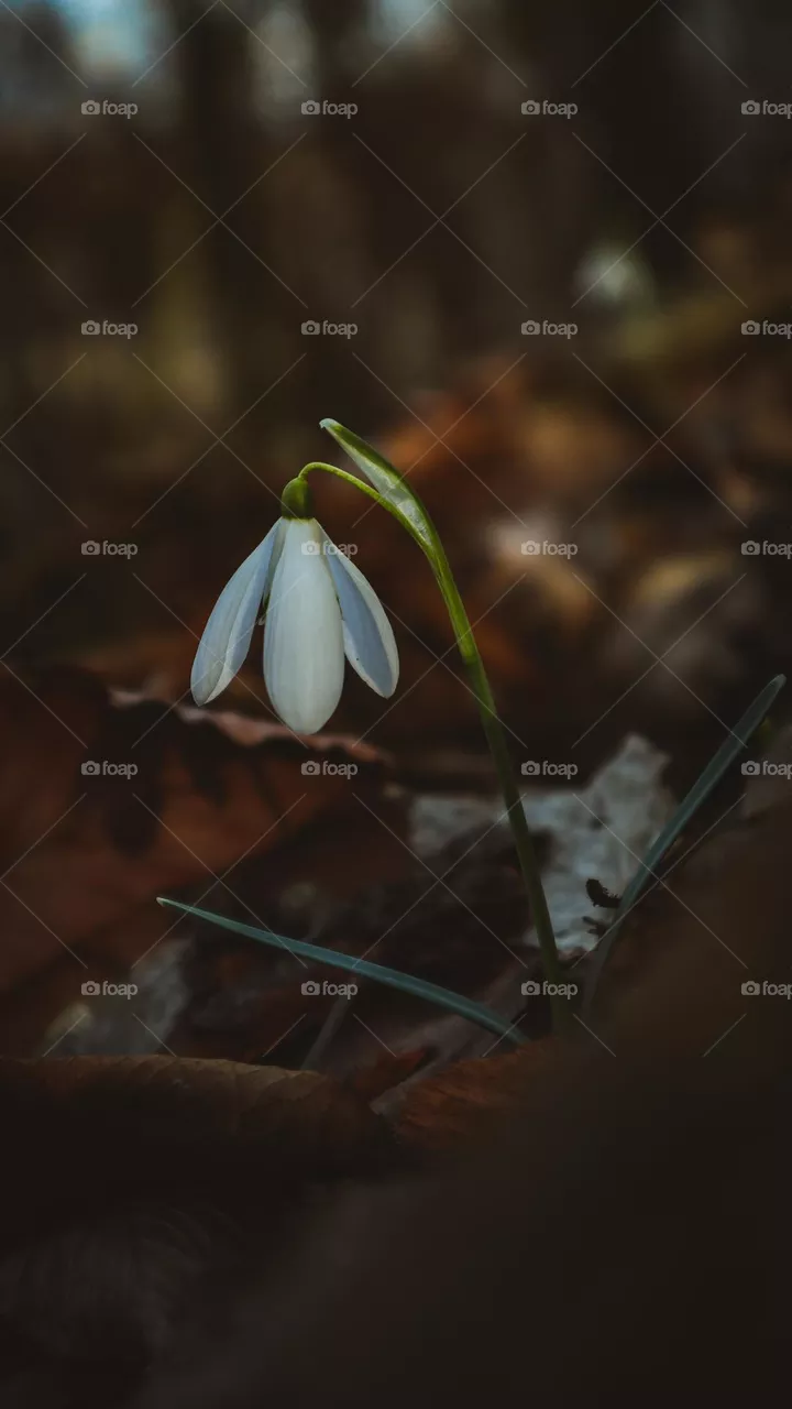 Snowdrops