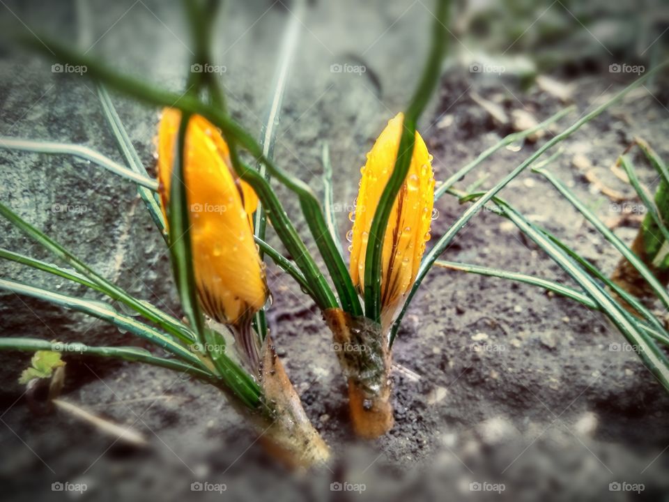 buds of yellow crocuses in early and spring after rain.