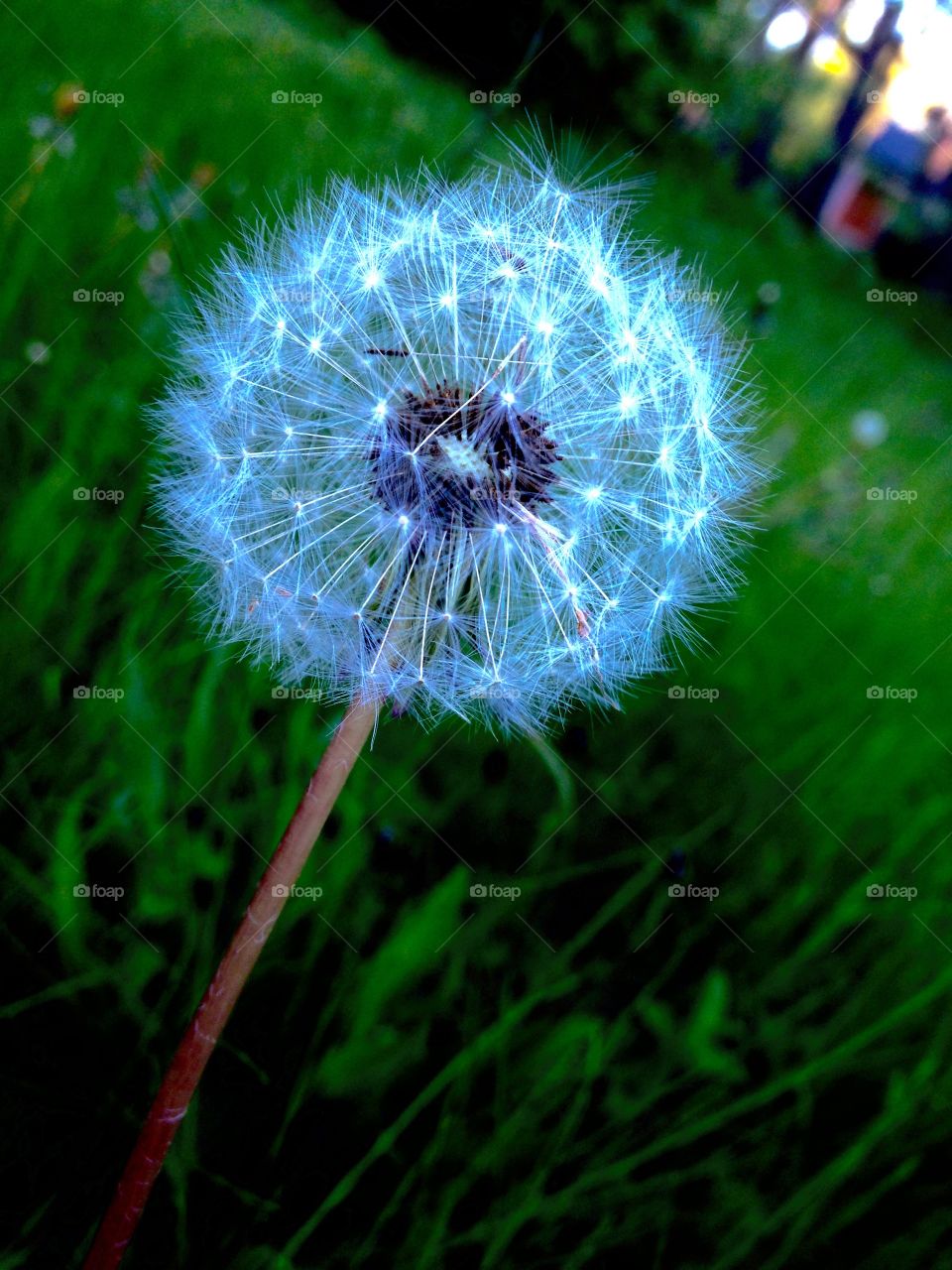 Blue dandelion. Blue dandelion
IT'S EDIT
edited with IPhone