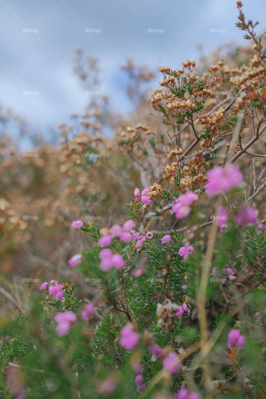 nature flowers