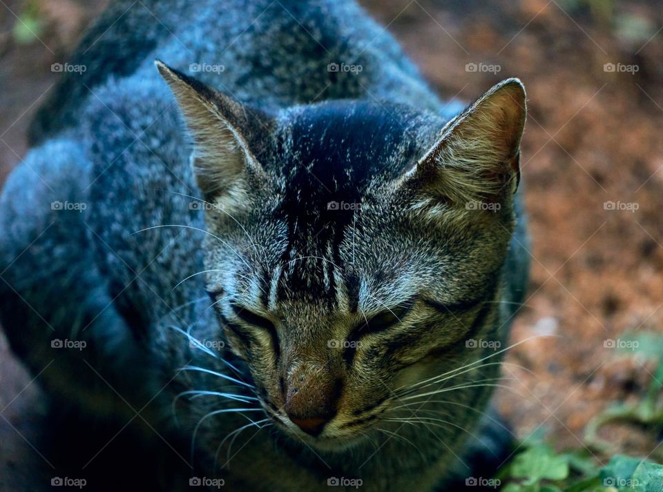 Domestic cat  - Egyptian mau