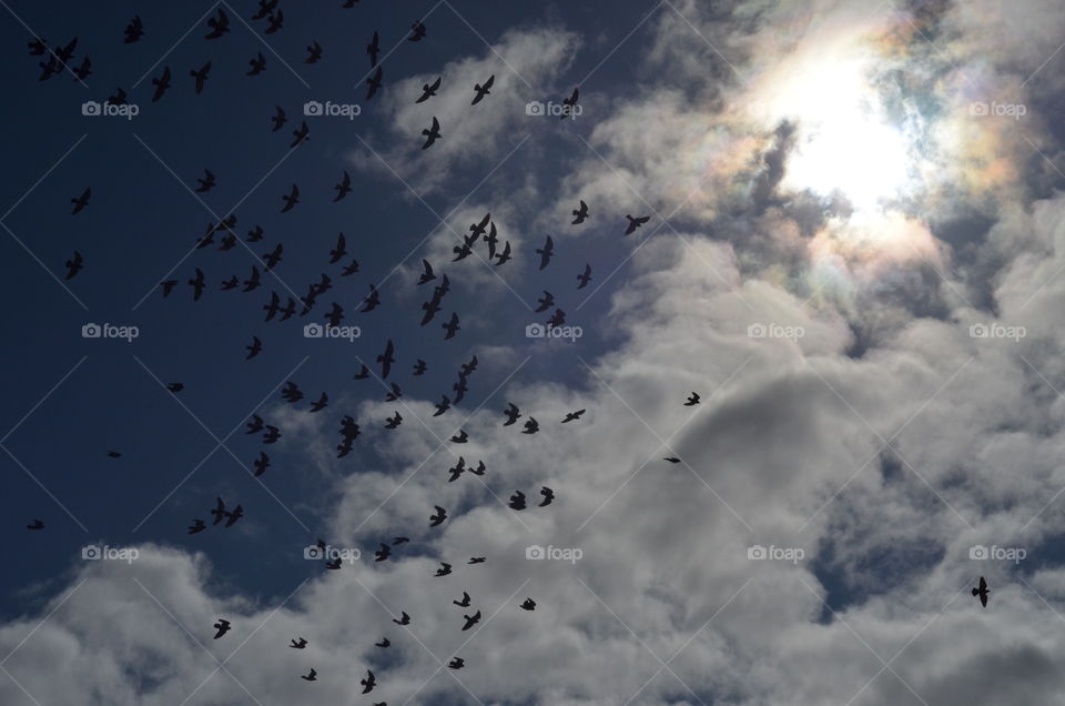 A beautiful sky full of birds flying in a large group.
