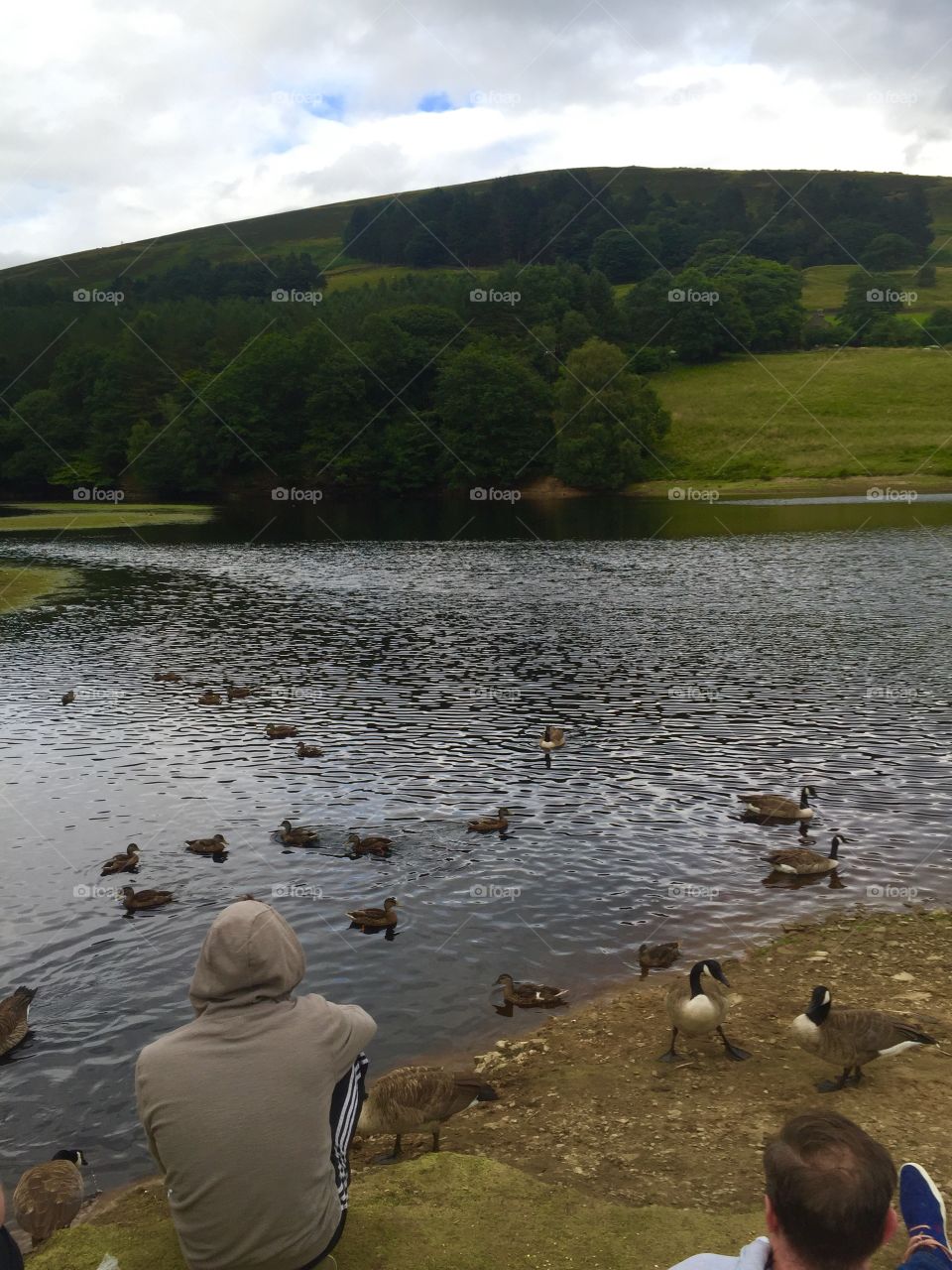 Ducks at Ladybower reservoir 