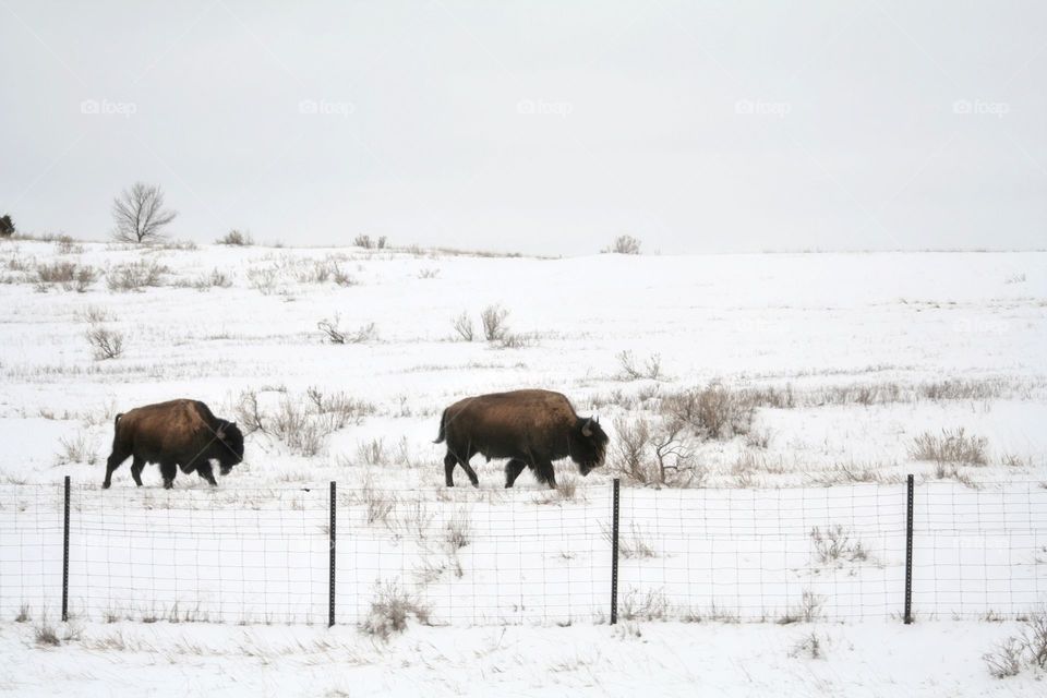 Winter Bison. Bison grazing the winters land.