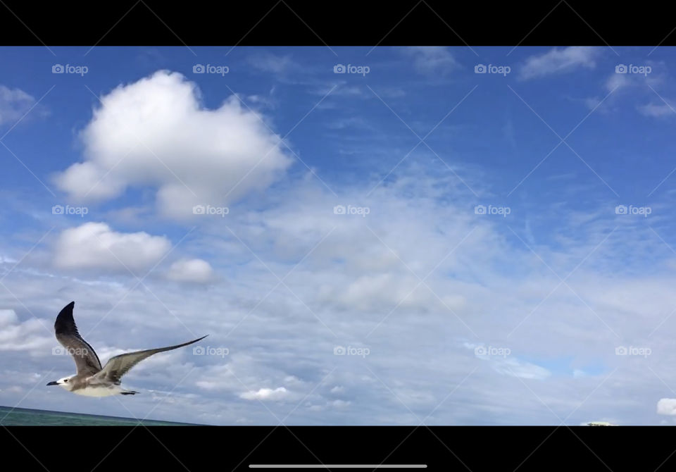 Seagull flying by. 