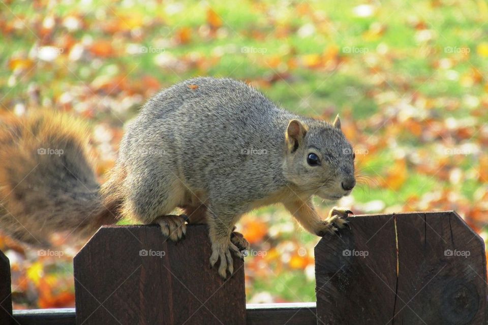 Suspicious Squirrel