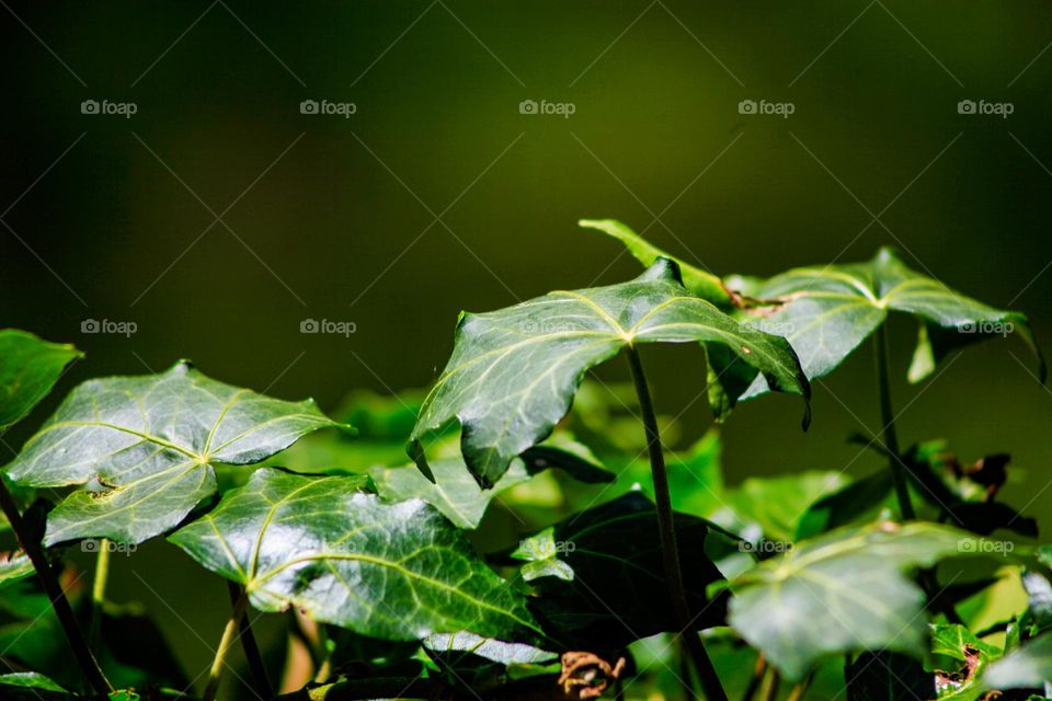 Green leaves growing out of stump 