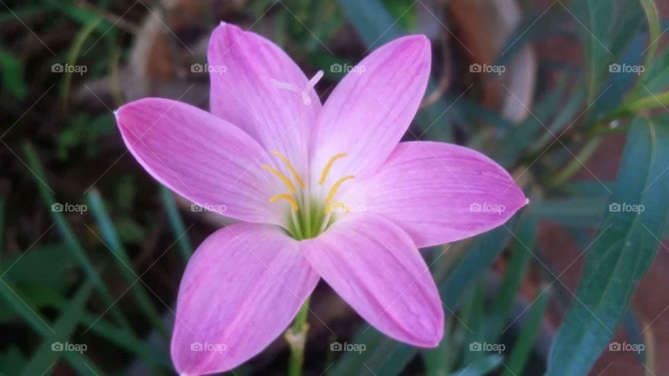 purple follower of srilanka