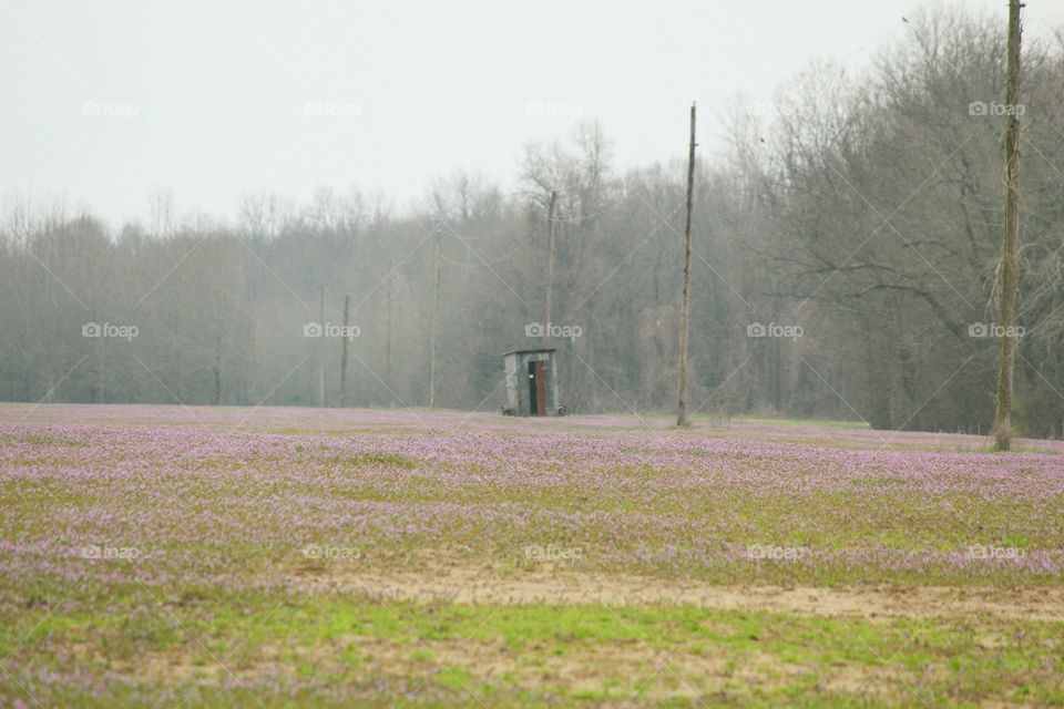 Fields of Purple