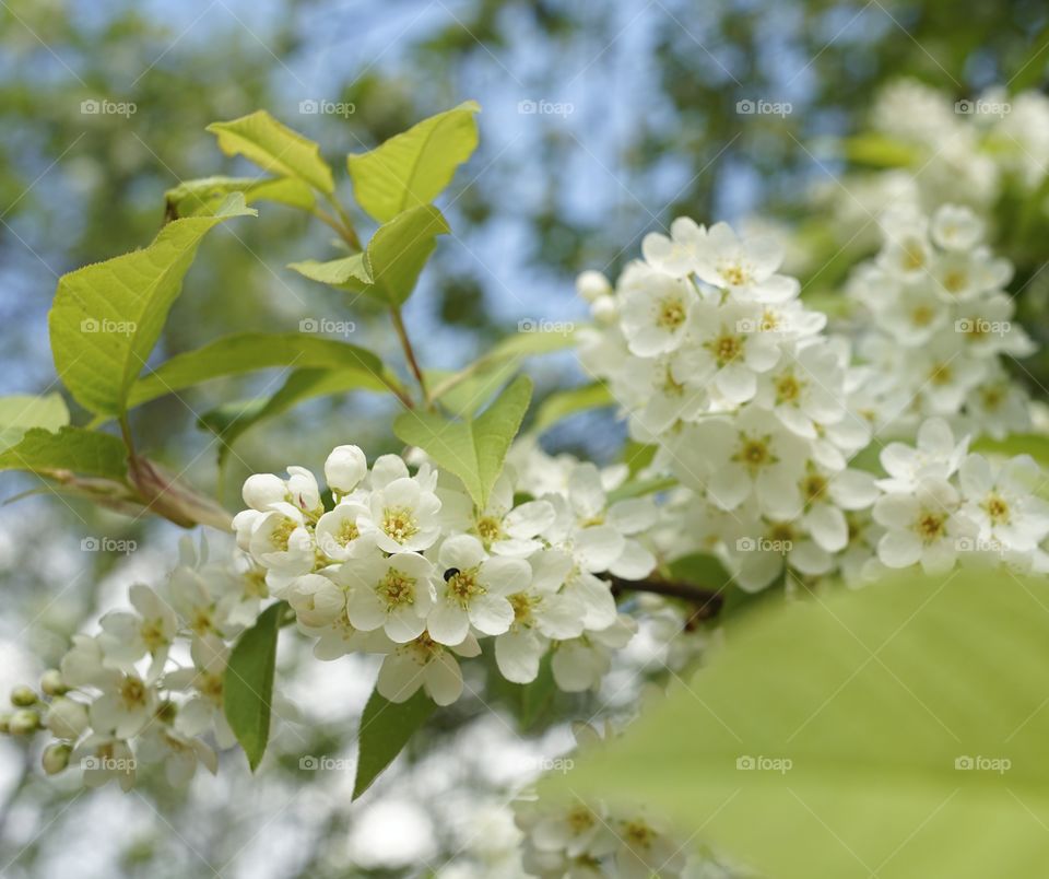 Bird cherry