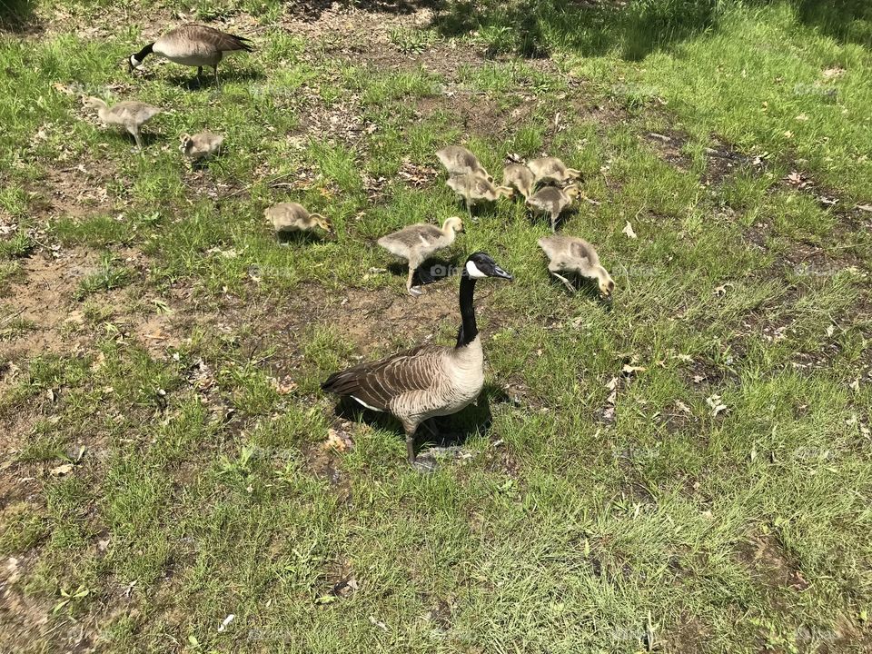 Canadian geese