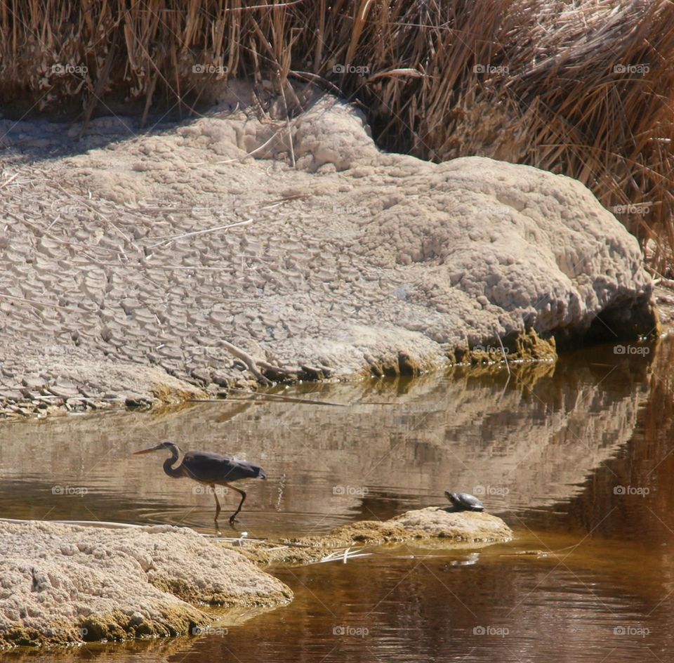 Heron and Turtle at Desert Pond