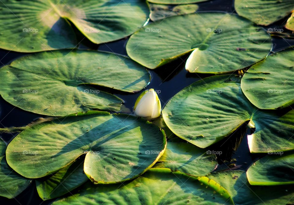 water lily