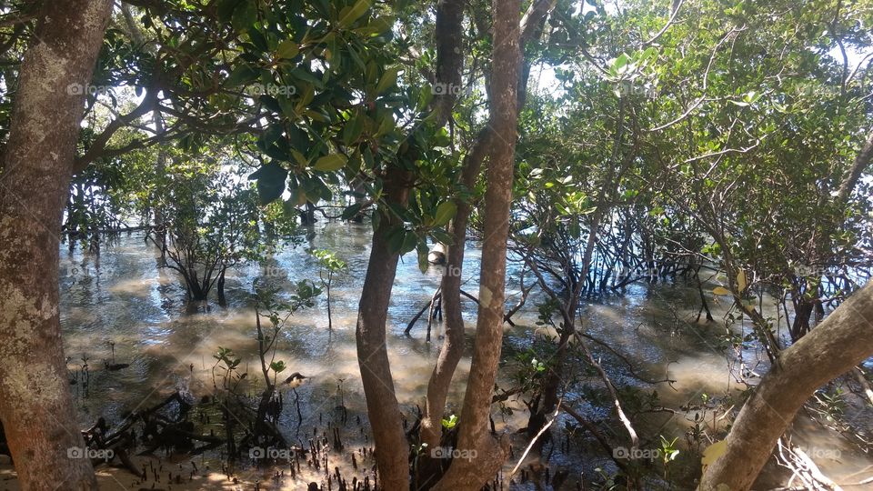Walking through mangroves