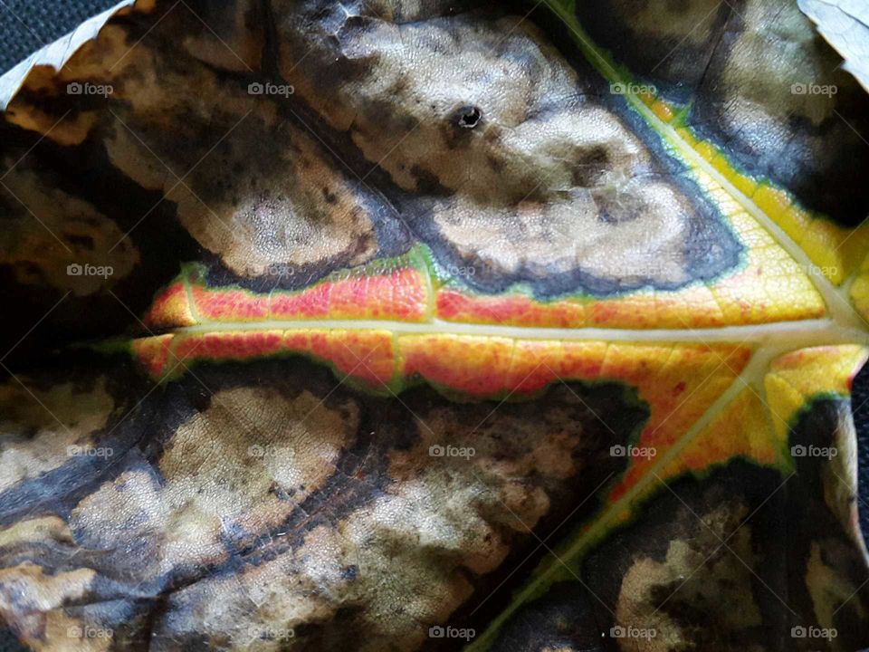 Autumn colours as they transition on a fallen leaf