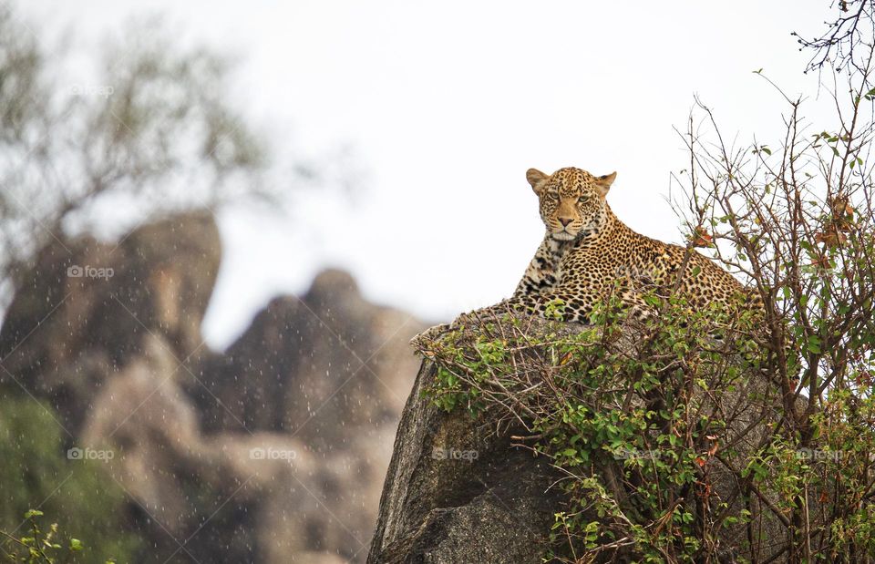 majestic leopard under rain in the wild Africa