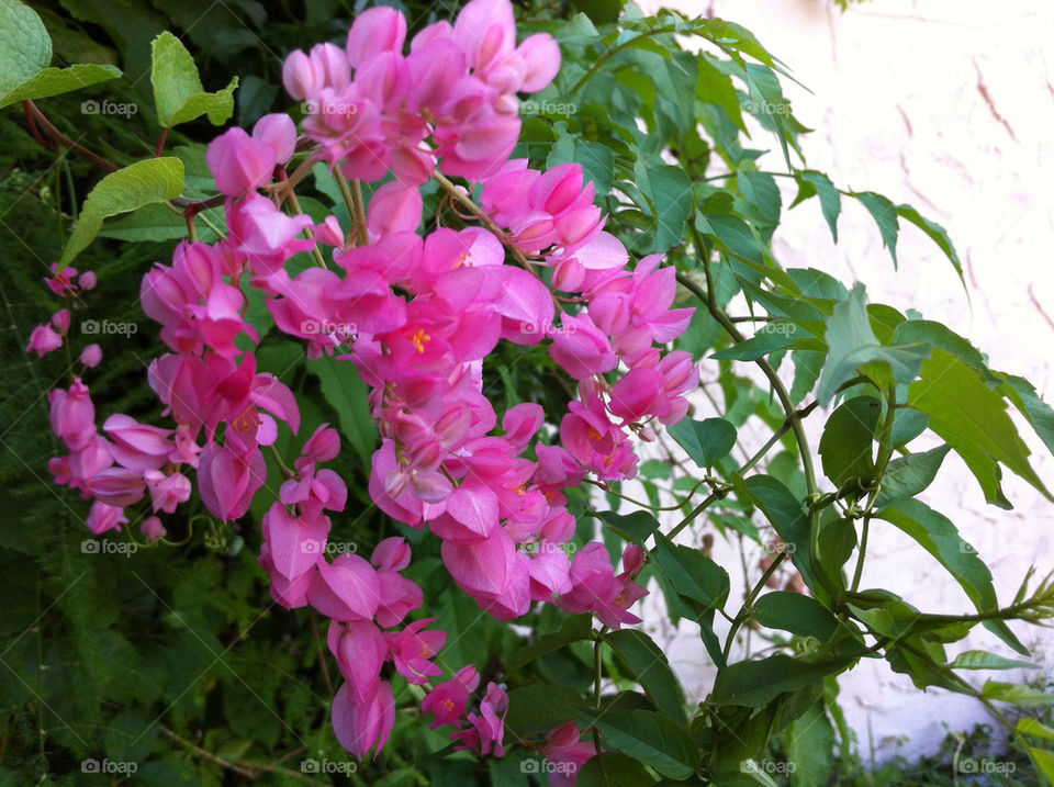 flowers pink vine coralvine by militantrubberducky