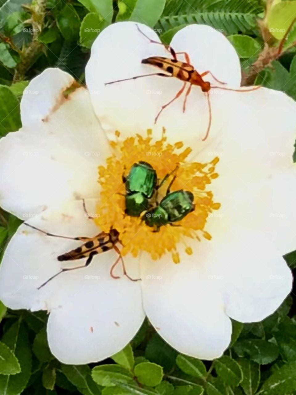 Closeup of a flower covered with beetles and bugs!