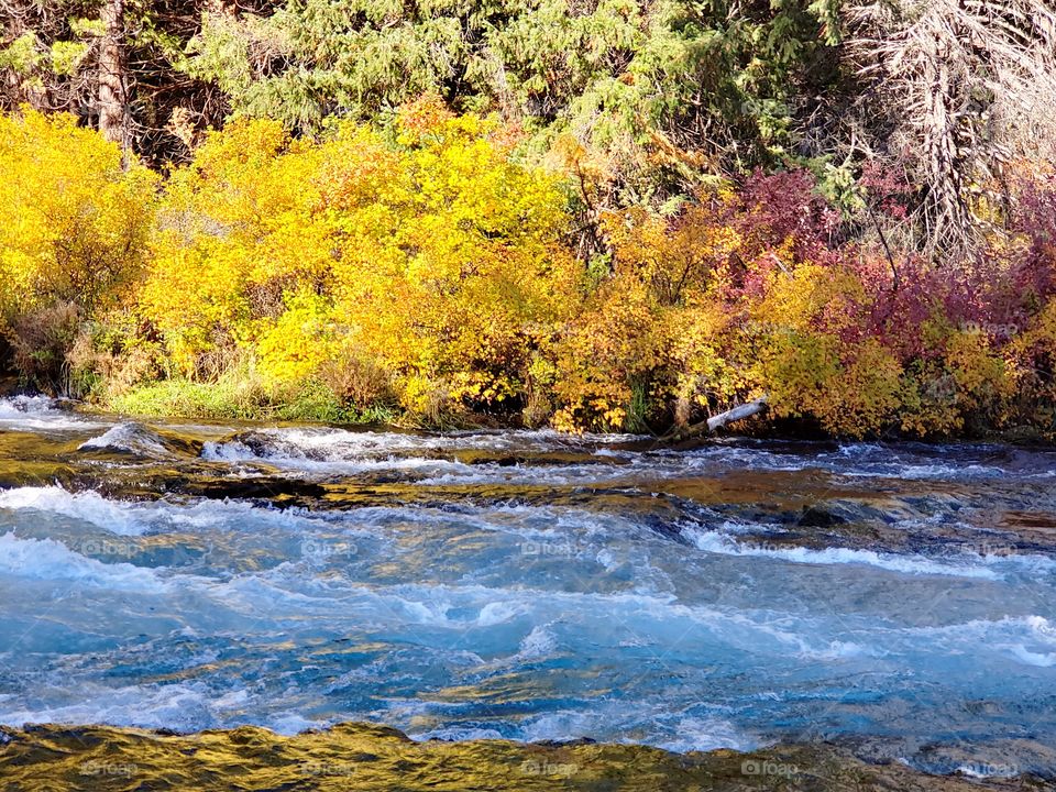 Stunning fall colors on the riverbanks of the turquoise waters of the Metolius River at Wizard Falls in Central Oregon on a sunny autumn morning.