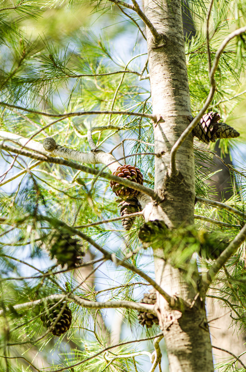 pinecone