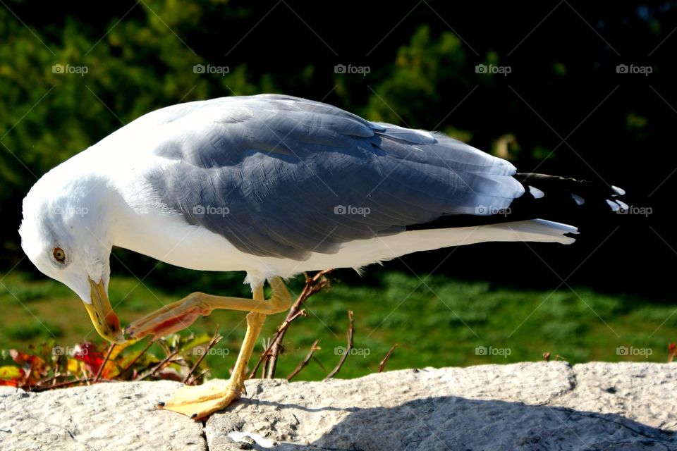 Seagull