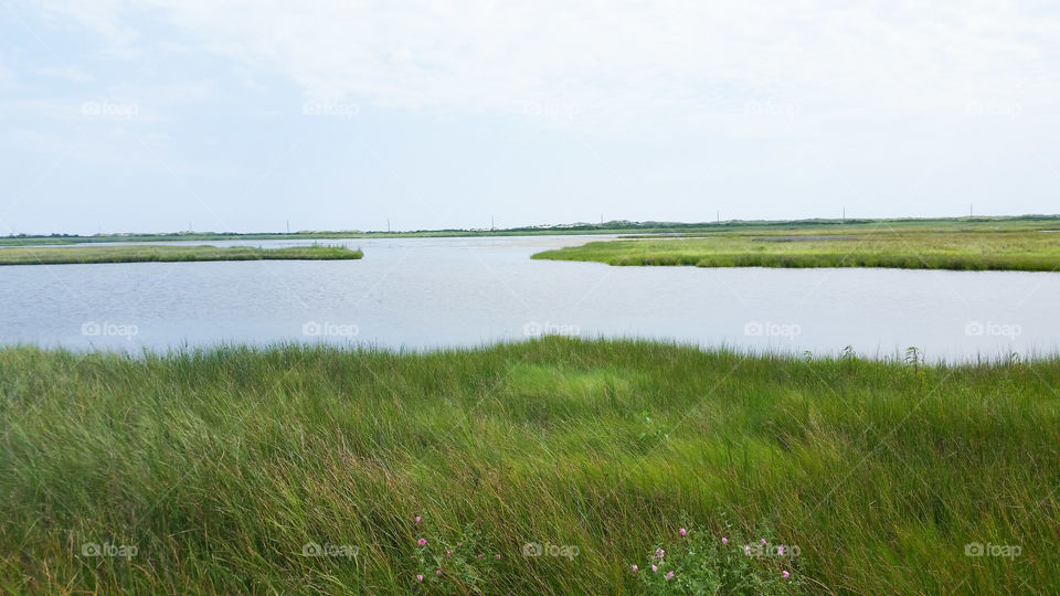 Marshland. A swamp in NC