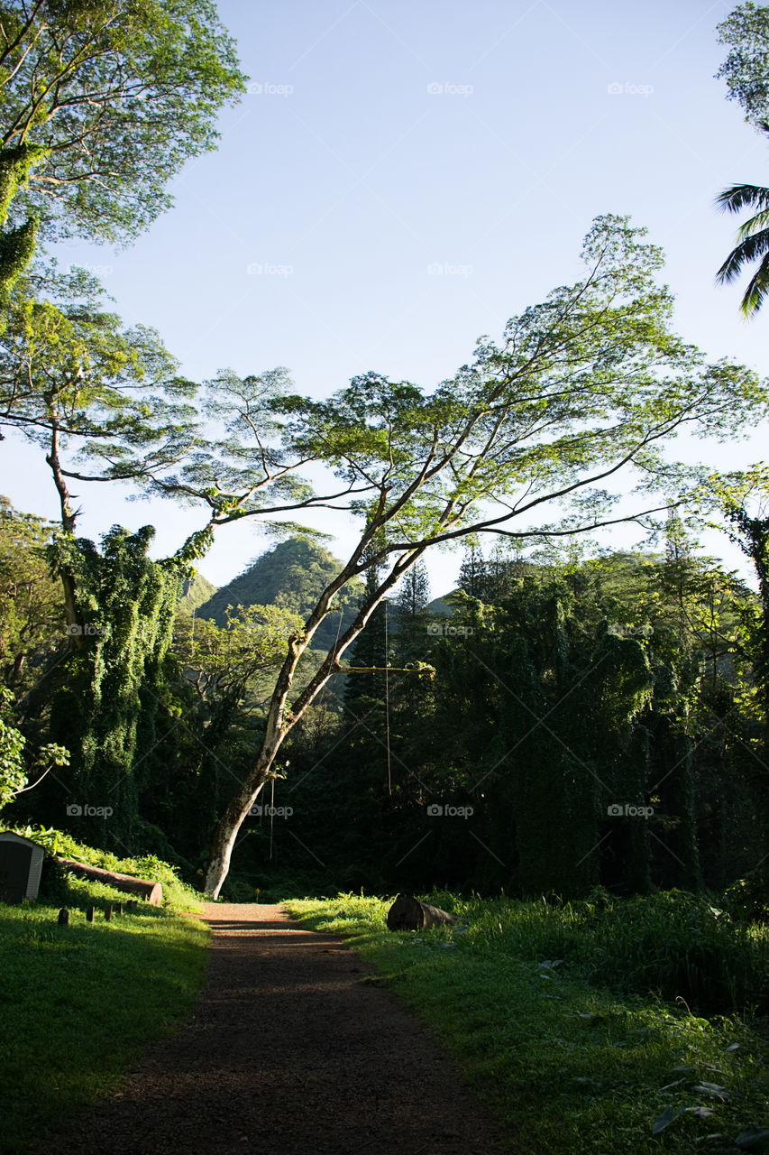 Scenic view of footpath through forest